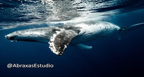 Humpback #WhalesSounds #relaxing #sleeping/ Sonidos de #Ballenas jorobadas #Dormir bien 🐋🐋 #Whales