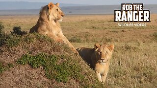 Young Nomadic Lion Brothers | Maasai Mara Safari | Zebra Plains