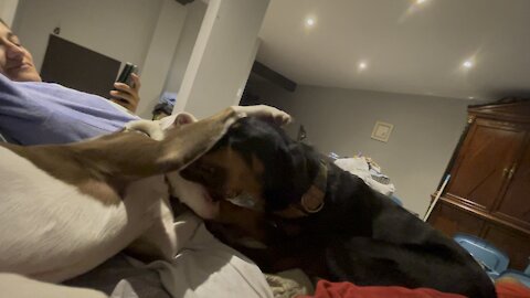 ROTTWEILER and HUSKY have a conversation over CUDDLE TIME!!!!
