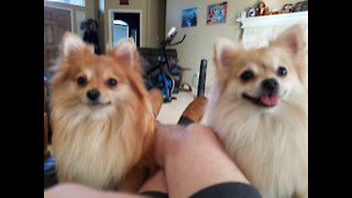 Pomeranians Play So Nice Together