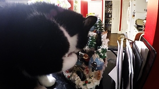 Cat can't resist running water in Christmas decoration