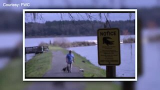 WalkingClub101: Alligator and Snake Safety