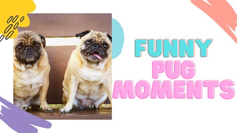 Pug Funny Moments - Cute Dog Videos | Pets Funny