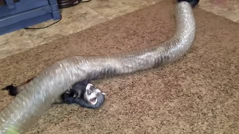 Confused ferret can't figure out tunnel toy