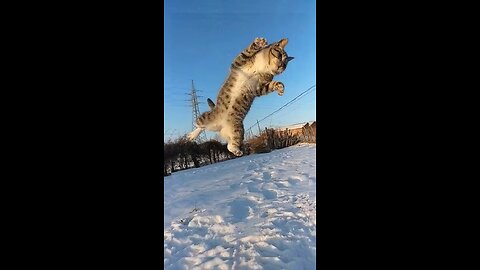 Kung Fu cat 😹