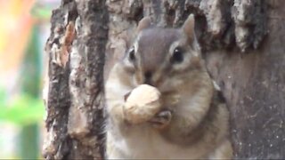 Chipmunks loves to chow down on salted peanuts