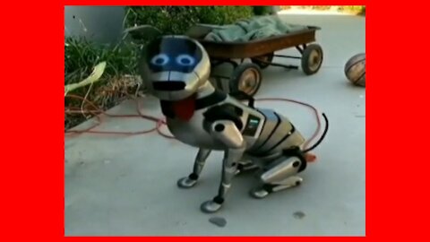 Amazing what this Robot Dog does