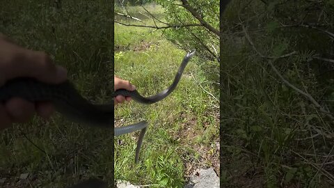 Cranky Black racer tries to get me!!! #herping #snakes #shorts