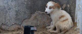 Palestinian animal abuse