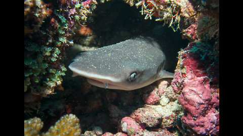 Scuba Diving in the Maldives; what you may see! (Volume 1 of 3)