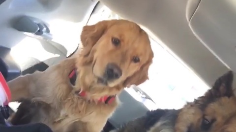 Woah! Brake CHECK! Dog flies in the car!