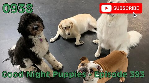 [0938] GOOD NIGHT PUPPIES - EPISODE 383 [#dogs #doggos #doggos #puppies #dogdaycare]
