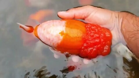 World most beautiful and best quality goldfish are in Thailand-1