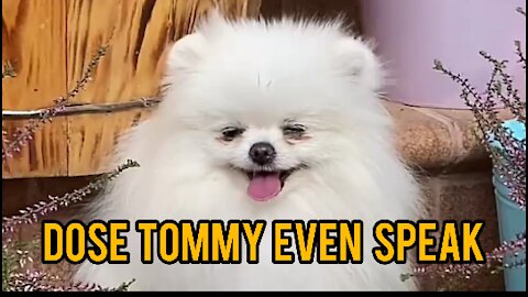 Cute tommy even speak beautiful god short video