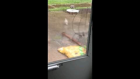 feeding the birds in the rain