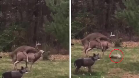 Swamp Deer in shock while attempting sex, when female deer's head fell down