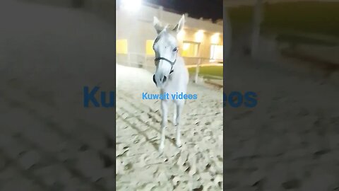 #horse #shortfeed #kuwaitcity #shortvideo #shortvideo #viral #youtubevideo