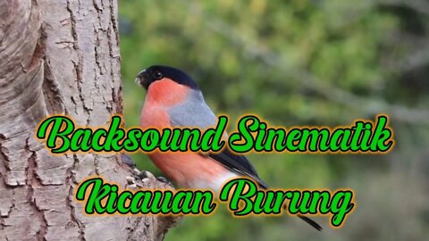 Backsound Relaksasi Suara Alam dan Suara Burung