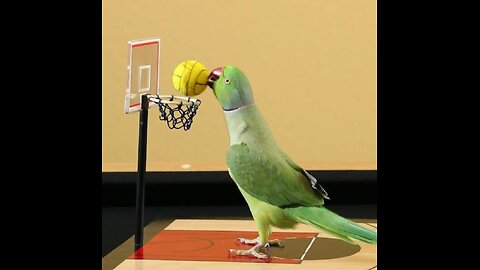 Cute parrots playing basketball🏀.Team yellow 💛 vs green 💚 who will win.🦜Comment down