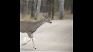 deer at Chickamauga Battlefield