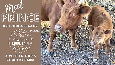 Purchasing a Dexter Bull | Meet Prince: Building a Legacy Vlog