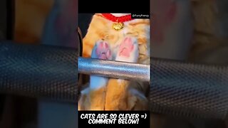Cats Are So Clever #2 #funnyanimals #funnyvideos #funnyshorts #shorts