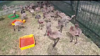 SOUTH AFRICA - Durban - The progress of the rescued flamingo chicks (Video) (W55)