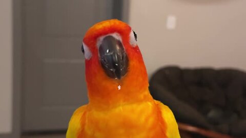 Parrot loves popcorn so much that he dances in excitement