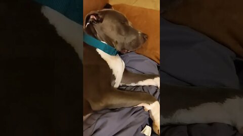 Snoring like an old man. #shorts #einsteinsbackyard #pitbulls #short #dog #snoringdog #shortvideo