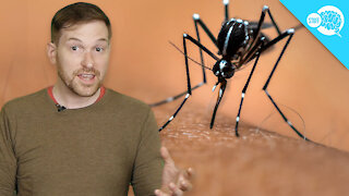 BrainStuff: Are Some People Immune To Mosquitos?