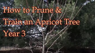 How to Prune & Train a Young Apricot Tree Part 3