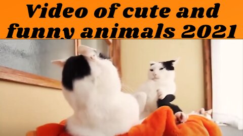 Video of cute and funny animals 2021