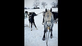 Stubborn foal learning how to pony and does great