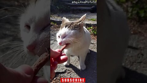 Heartwarming Moment: Stray Cats Enjoys Treat Stick - Feeding Stray Cats