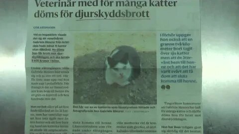 To HAVE MORE than 9 CATS is a CRIMINAL OFFENCE in SWEDEN - my SENTENCE