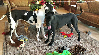 Great Danes completely empty out their toy box