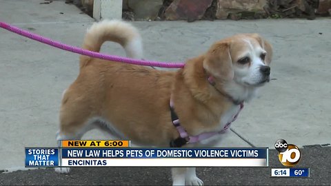 New law helps pets of domestic violence victims