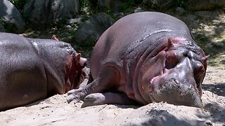 Massive hippos bask in the afternoon sun beside the river