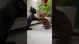 cat 🐈 #cats #tiktokcats #try not to laugh #catmems #dog #cat videos #funny dogs