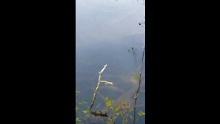 Bass in a Mountain lake