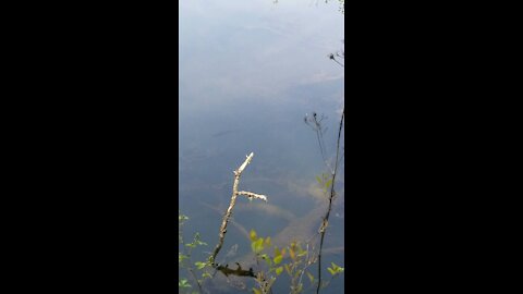 Bass in a Mountain lake