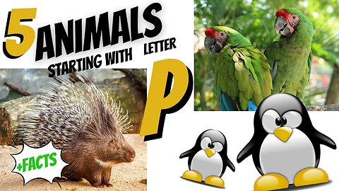 5 Animals & Facts starting with letter P. Alphabet.