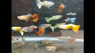 Live Guppies for Sale