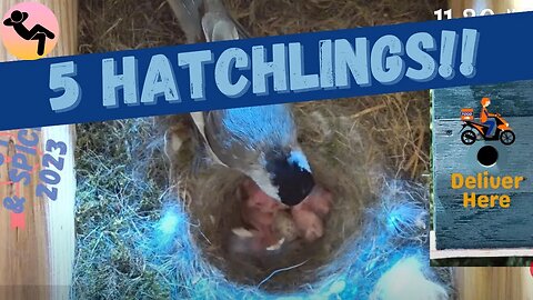 FIVE Hatchlings - Chickadee Nest Box Update 12 Day 41