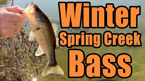 Winter Bass Fishing on a Spring Creek - Plus Wood Ducks, a Hawk & a HUGE Snapping Turtle!