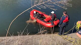 Firefighters rescue deer from canal