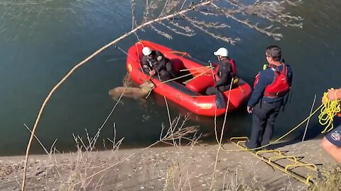 Firefighters rescue deer from canal