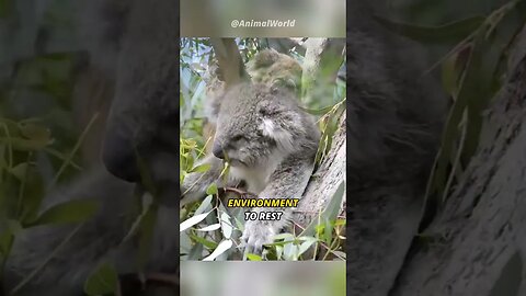 Meet Koala | The cute Predator .