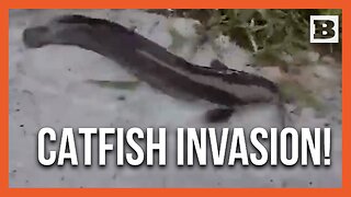 There's Something Fishy Here: Catfish Swims in Florida Flooded Yard Amid Hurricane Debby