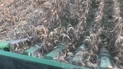 Corn Harvest Last 8 Rows